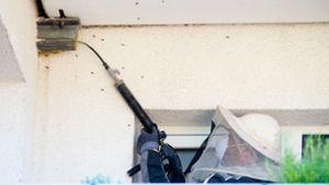 Ratschläge von Experten im Kreis Göppingen: Wer wegen Wespen fuchtelt und pustet, riskiert einen Stich