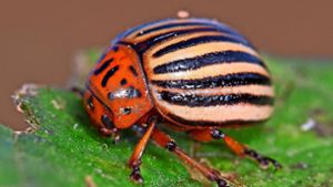 Vielseitige Welt der Käfer: Schauen Sie doch mal in den Gartenteich!