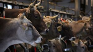 Tiertötung und Tierquälerei: 33 Rinder verendet - Zwei Jahre Bewährung für Landwirt