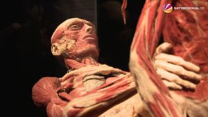 „Körperwelten“-Ausstellung: Plastinate ermöglichen faszinierende Einblicke in menschlichen Körper
