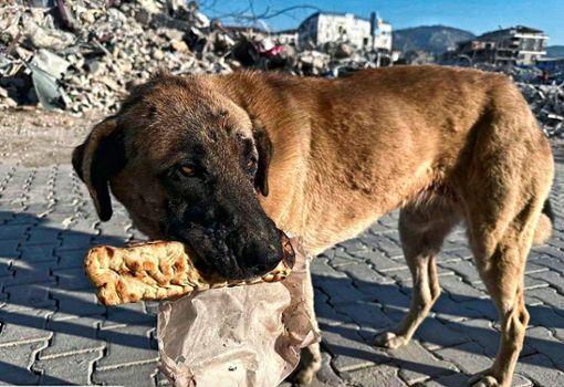 Nicht nur Menschen, auch Hunde und Katzen sind die Leidtragenden des verheerenden Erd­bebens in der Türkei und Syrien. Sibel Yildirim und die Mitglieder von Glückshunde Filderstadt möchten helfen.  Foto: Hundeglück Filderstadt