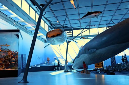 Der 13 Meter lange berühmte Seiwal in geheimnisvoll bläulichem Ozean, den eine Multimedia-Show im Naturkundemuseum in einem ganz neuen Licht erstrahlen lässt. Foto: Eva Herschmann 