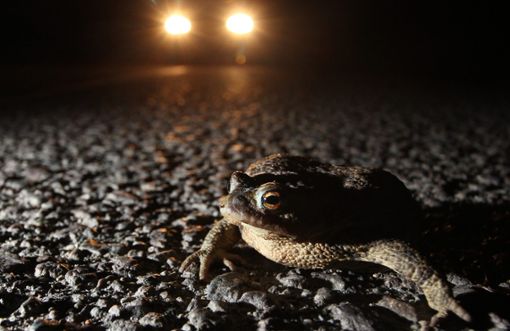 Kröten, Frösche und Lurche bringen sich während der Krötenwanderung in Lebensgefahr, wenn sie sich auf den Weg über gefährliche Straßen zu ihren Laichplätzen machen.  Foto: dpa