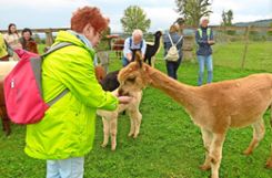 Die Wochenblatt-Leser kamen den Alpacas kuschelig nah. Foto: cg
